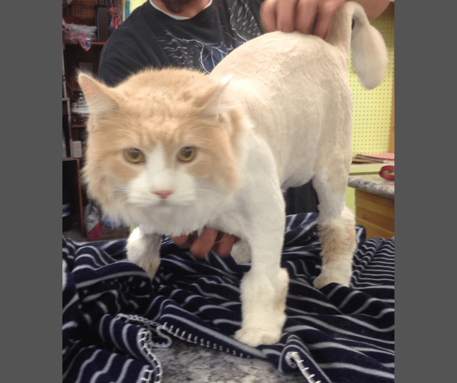 Gupton Pet Care Center